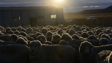 Una “comparsa” por dentro: así recorren la Línea Sur los expertos de la esquila