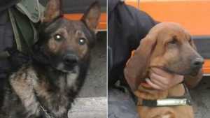 Duke, Alcón y Cholo, los perros que buscan al prófugo del doble homicidio de Las Ovejas