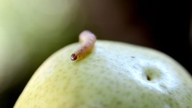 CAFI pidió a Macri que intervenga por exportaciones a Brasil