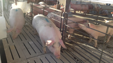 Catriel lleva su carne porcina al Alto Valle