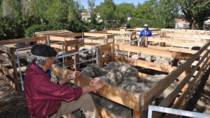Maquinchao comenzó a festejar con la Lana y la Exposición Ovina