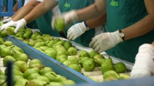 Empresarios frutícolas buscan reunirse con Nación por la cancelación de las exportaciones a Rusia