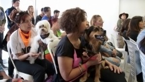 Neuquén ya tiene una aplicación móvil para denunciar maltrato animal