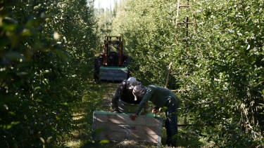 ROCA 24/01/17: TRABAJADOR RURAL. FRUTICULTURA. COSECHA DE PERAS. FOTO: ANDRES MARIPE