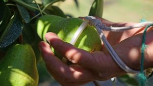 Entusiasmo en la región por el «súperalimento» en el que trabaja la UNCo