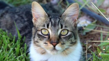 #DíaInternacionalDelGato | Las fotos que nos mandaron los lectores