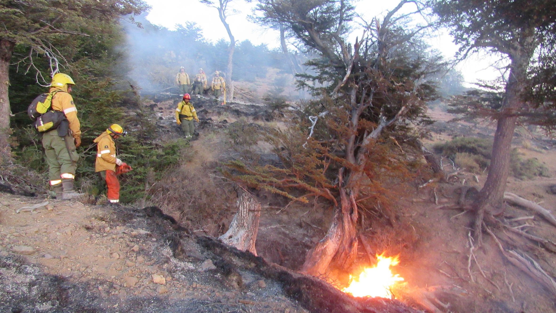 El fuego afecta bosque y arbustos. Imagen ilustrativa.