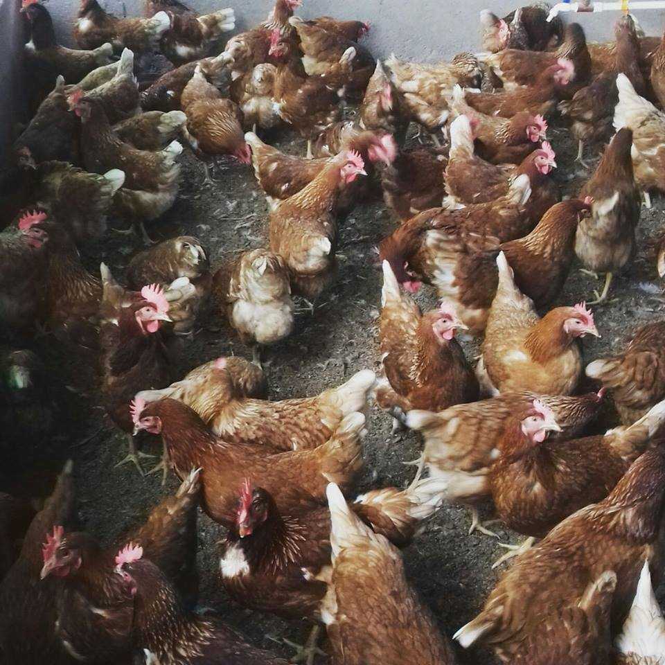 Apuestan por la crianza de gallinas y la producción de huevos, en Cinco  Saltos