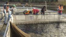 Imagen de Dos empresas apuestan a la producción de truchas en la región