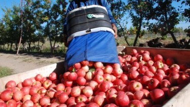 La carpocapsa «es reflejo de la situación económica» que atraviesa la fruticultura