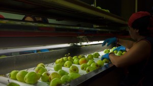 Carpocapsa: buscan «retomar el vínculo» con Brasil tras el cierre al ingreso de frutas