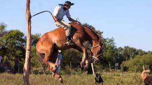 Jineteadas y Congreso