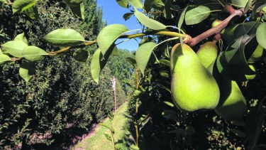 La fruta que no va a Brasil iría a Rusia