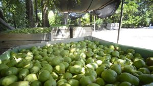 Alivio: hubo acuerdo para el ingreso de fruta a Brasil