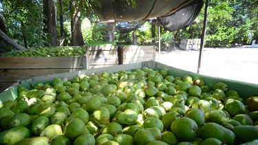 Brasil ya reabrió su frontera para la fruta de la región