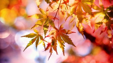 Pronóstico: Así arranca el otoño en la región