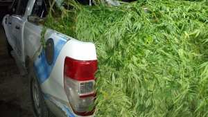 Secuestraron 21 plantas de marihuana cerca de la Ruta 57