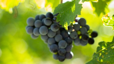 Cinco bodegas a pocos kilómetros de Neuquén para vivir la vendimia