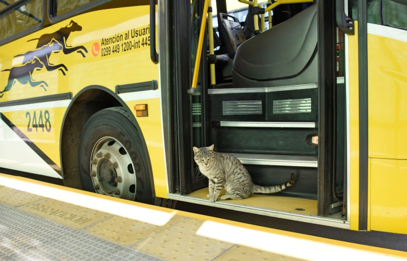 El felino en la estación del Metrobus. Foto: Florencia Salto  