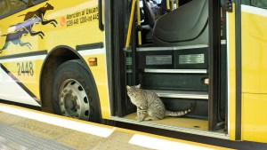Mirá el gato que inauguró el Metrobús en Neuquén