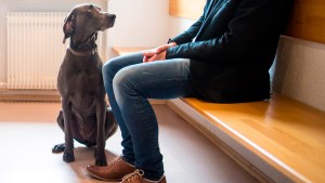 Cómo quitarle al perro o al gato el miedo al veterinario