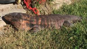 Encontraron un lagarto en el Distrito Vecinal y la municipalidad lo liberó en la barda