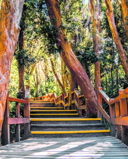 El bosque de Arrayanes: un clásico que nunca pasa de moda - Diario Río ...