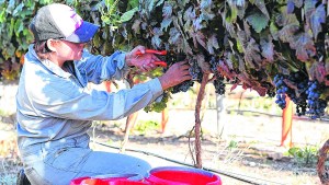 Cosecha récord en los viñedos de Cutral Co