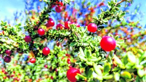 El piquillín, amigable protagonista de la estepa patagónica