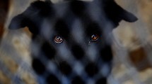 Imagen de Maltrato animal: más de 200 denuncias a través de una aplicación en Neuquén