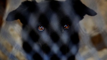 Rescataron a perros desnutridos y encerrados de una casa en CIpolletti. (Foto archivo)