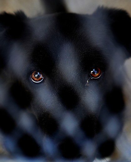 Rescataron a perros desnutridos y encerrados de una casa en CIpolletti. (Foto archivo)