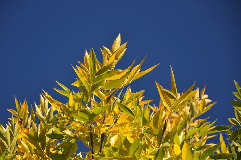 Las hojas amarillas  anuncian la llegada del otoño. Foto: Juan Thomes