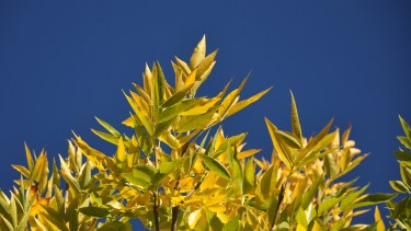 Llega el otoño