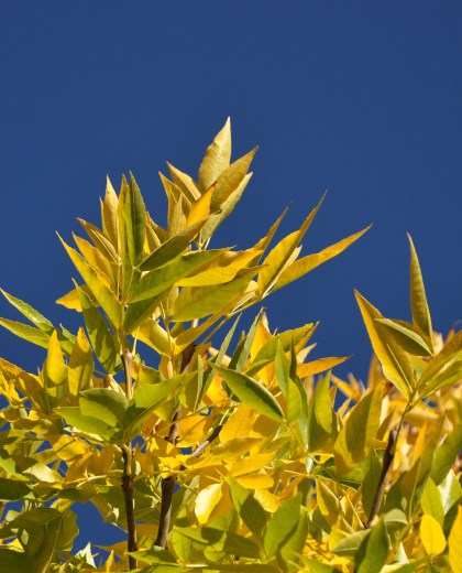 Las hojas amarillas  anuncian la llegada del otoño. Foto: Juan Thomes