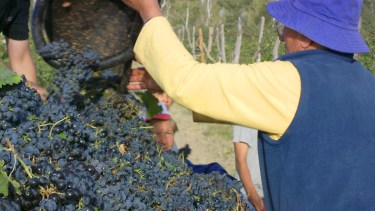 Vendimia 2022, el fruto tras el esfuerzo de todo un año.