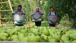 Fotogalería: Mujeres en la cosecha