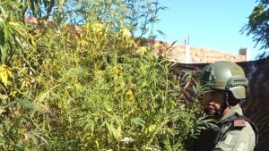 Tres personas detenidas en Choele Choel, por posesión de marihuana