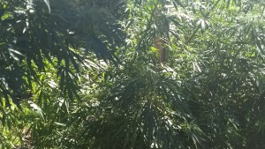 La Policía encontró una planta de marihuana de más de dos metros en un baldío de Cipolletti
