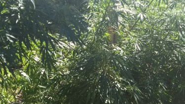 La Policía encontró una planta de marihuana de más de dos metros en un baldío de Cipolletti