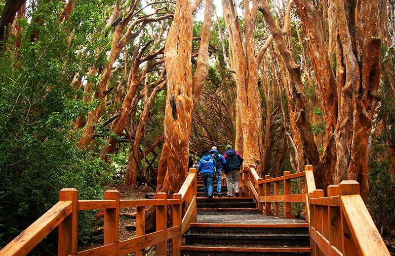 El Bosque de los Arrayanes es uno de los paseos para disfrutar de las bellezas de Villa La Angostura. Archivo