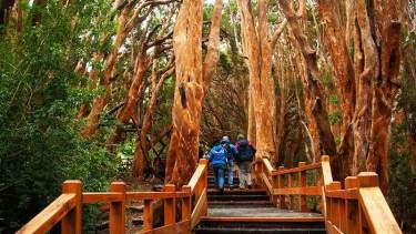 El Bosque de los Arrayanes es uno de los paseos para disfrutar de las bellezas de Villa La Angostura. Archivo