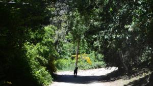 La provincia fue intimada a reforzar el servicio forestal