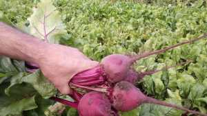 Tres proyectos de agricultura amigable en la región