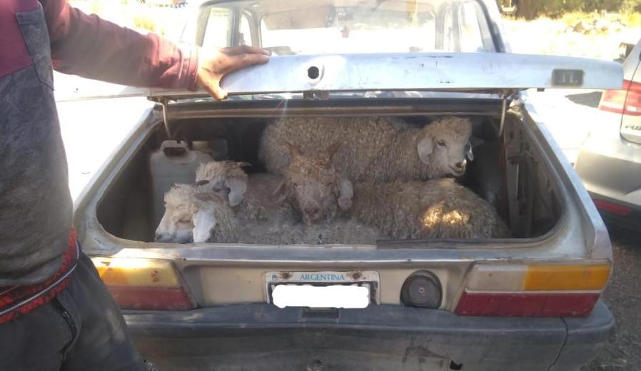 Los caprinos viajaban en el baúl de un Renault 12. (Foto: Gentileza)
