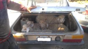Sorprendidos con cuatro chivos vivos en el baúl del auto