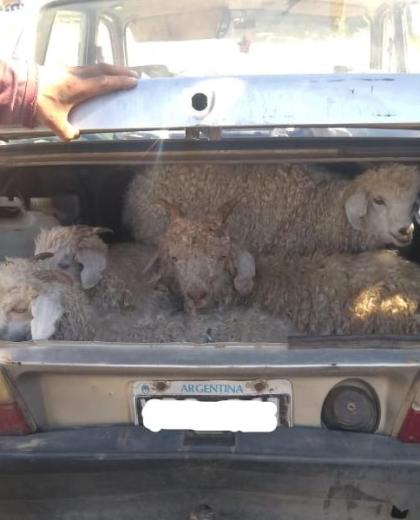 Los caprinos viajaban en el baúl de un Renault 12. (Foto: Gentileza)