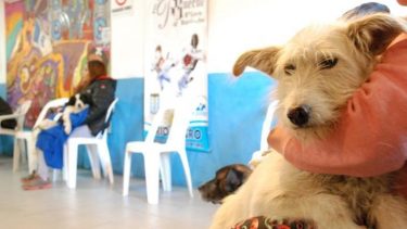 Impulsan la enseñanza de los derechos de los animales en escuelas de Neuquén