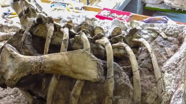 Presentaron un nuevo dinosaurio herbívoro de Rincón de los Sauces