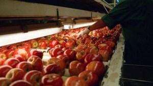 Qué exige Brasil para el ingreso de la fruta argentina